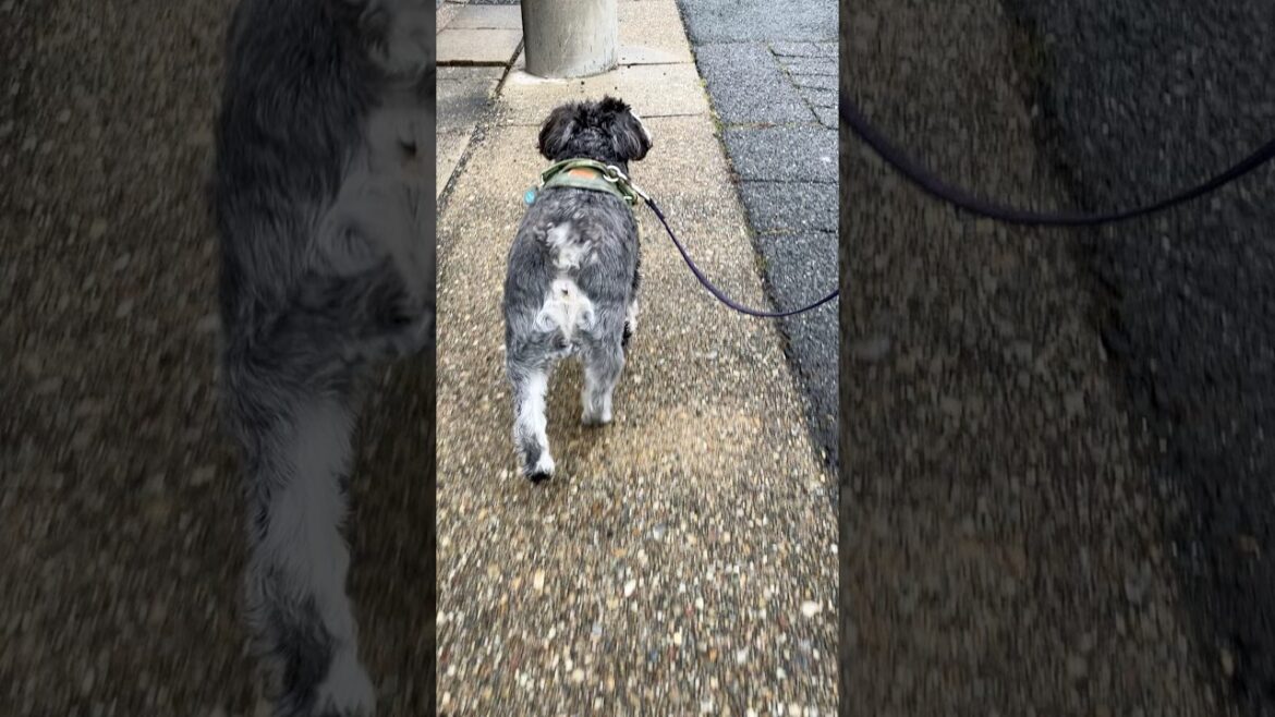 新年度もがんばる蘭丸🐶#miniatureschnauzer #shorts
