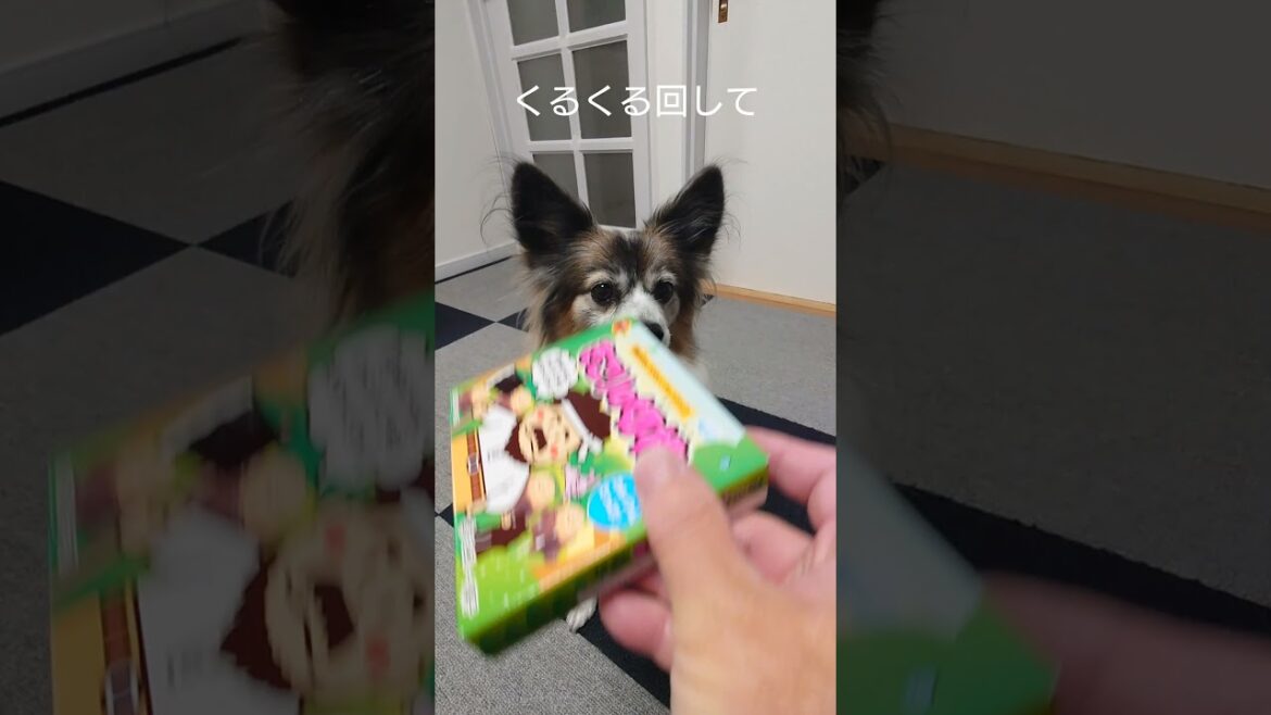 可愛いお菓子の箱はおやつ入れがち#犬のおやつ #犬のいる生活 #パピヨン犬