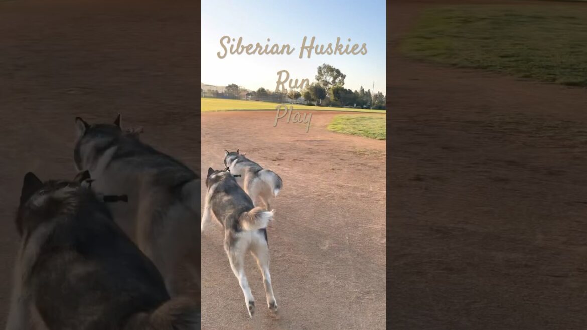 Morning Run Energy Score 8/10 今朝の記録。結構元気に走りました。 #shorts #short #youtubeshorts #shortvideo #husky