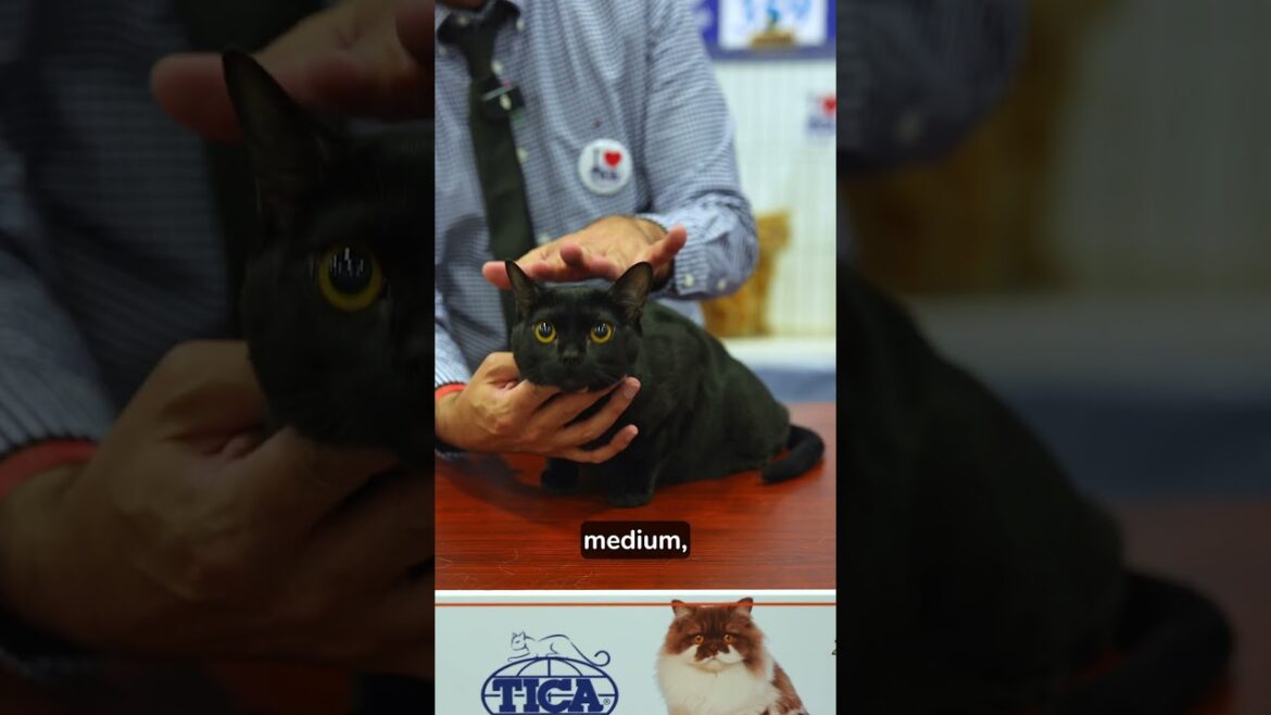 Min Black Panther - Bombay Cat