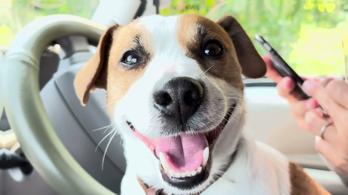 愛犬立て続けに亡くし気づいた、生き方の選び方　＃あしゅらごん