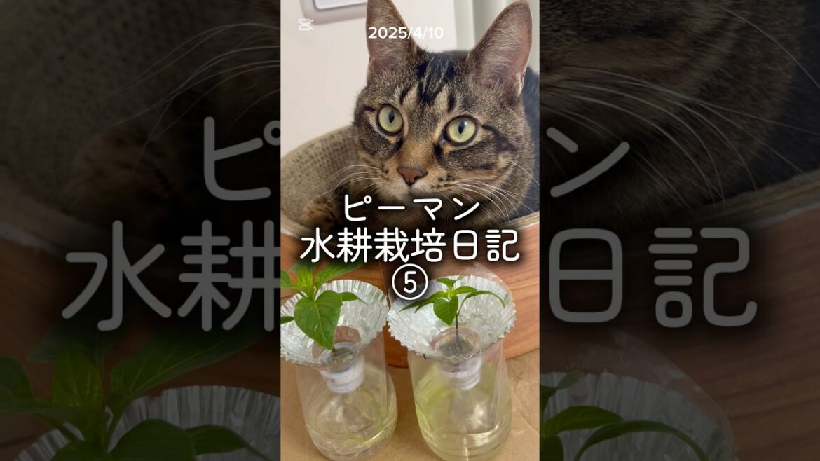 ピーマン水耕栽培日記⑤ 2025/4/10 #水耕栽培 #家庭菜園 #ベランダ菜園 #hydroponics #ピーマン #ねこ #猫 #cat