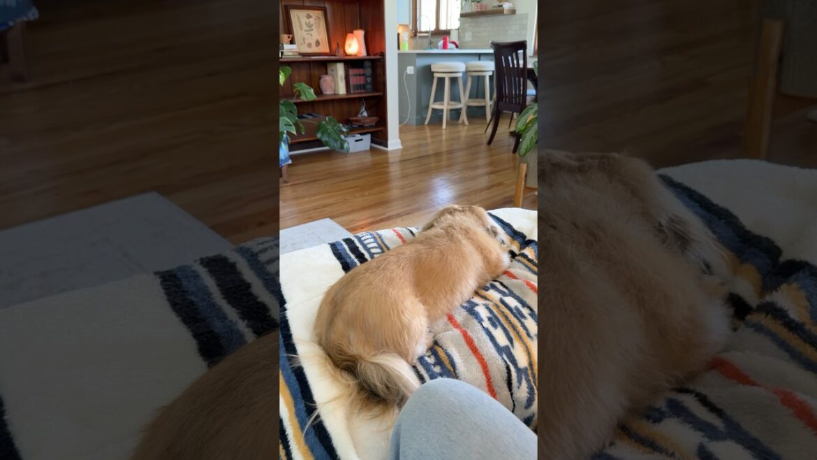 2 pups that love each other watching the Masters ⛳️ 😂 #masters #dogshorts #dogs #doglover