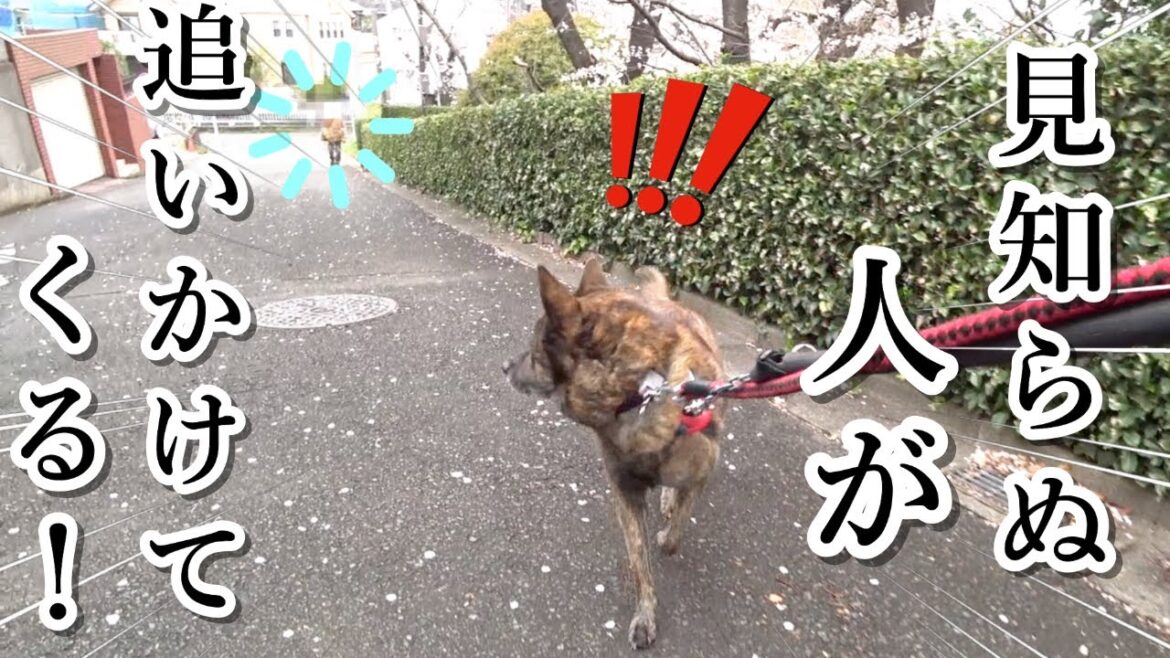 恐怖！知らない人に追いかけられました 【柴犬・甲斐犬】#甲斐犬 #柴犬 #vlog