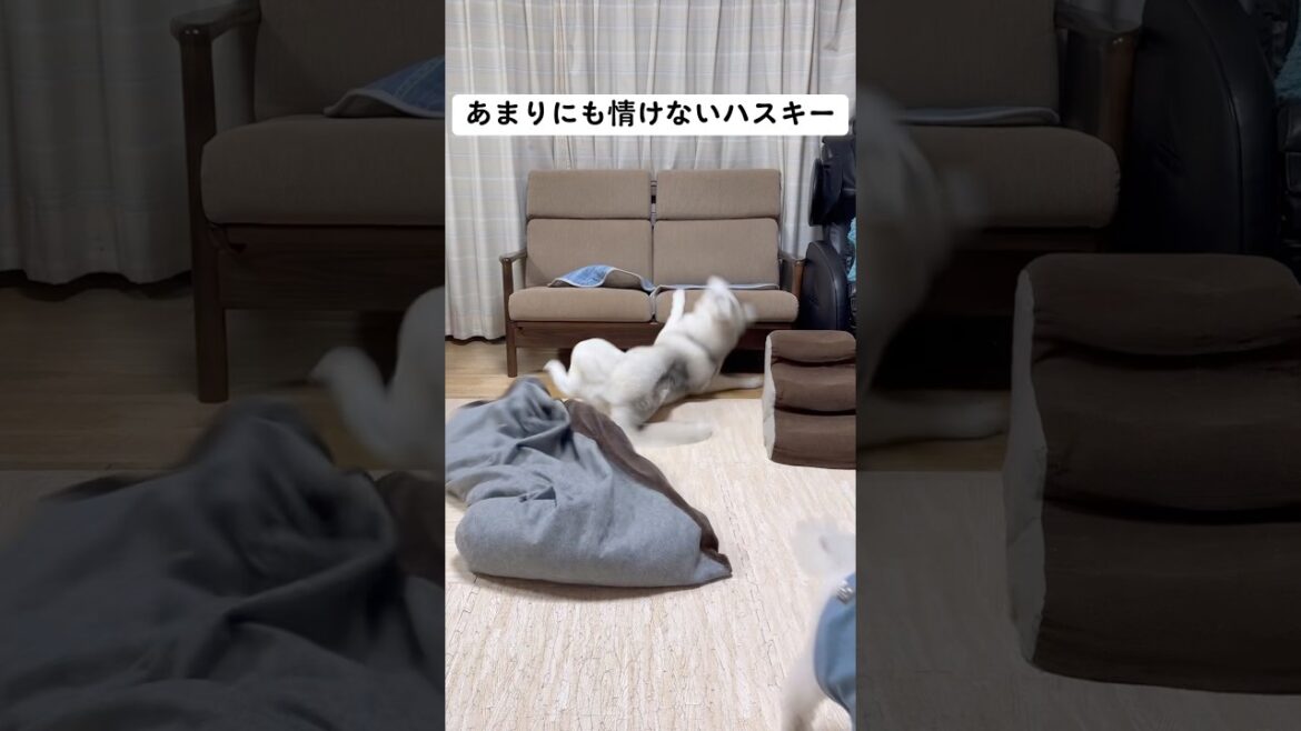 情けなくて泣けてくるハスキー #shorts