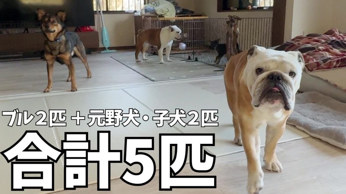 ブルドッグ２匹＆元野犬＋子犬2匹の朝のルーティーンは大運動会です
