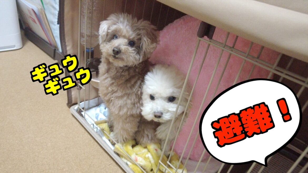 1週間避難訓練をした愛犬の結果が面白すぎたｗ【トイプードル】