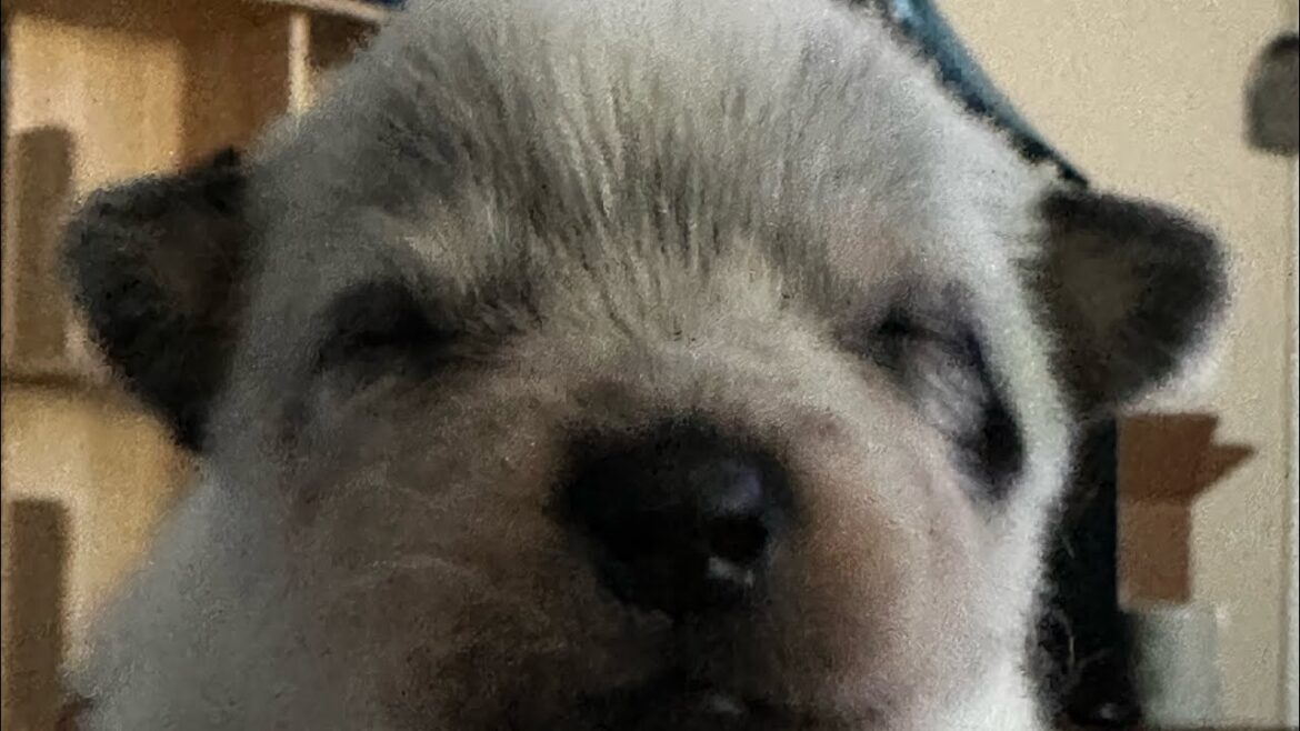 Blue HEELER PUPPIES- Australian Cattle Dog puppies