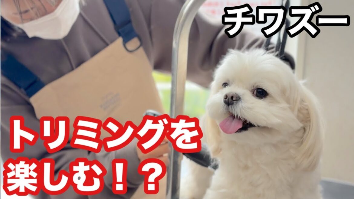トリミングサロンが好きなチワズー！（優太くん）