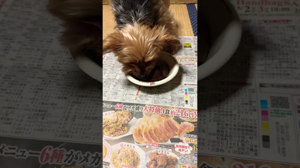 牛タンを食べるヨーキー￼#ヨークシャーテリア