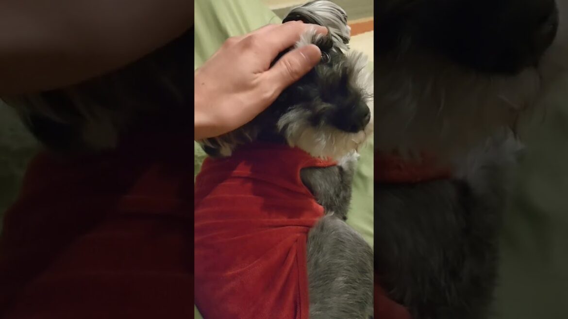 寝る前のシュナウザー🐶💤 #miniatureschnauzer #ミニチュアシュナウザー #シュナウザー #犬のいる暮らし #かわいい #shorts
