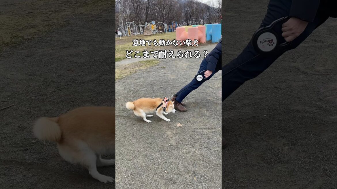意地でも動かない柴犬 #shorts #shiba #柴犬