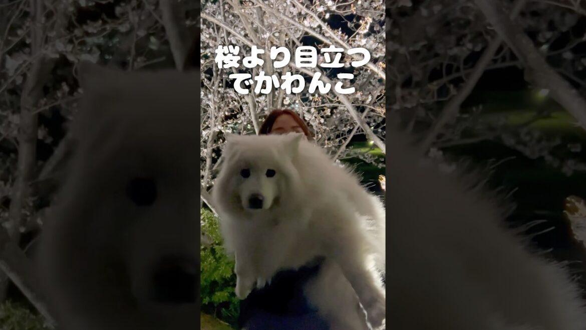 サモエドと夜桜見に行ったら桜よりも目立ってました　#サモエド #samoyed