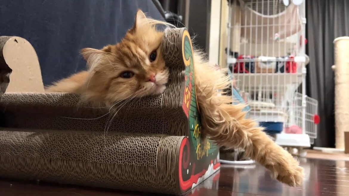 あご乗せ猫　その２　#サイベリアン