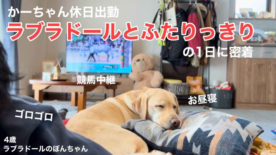 【ラブラドール#162】とーちゃん持込企画！かーちゃん休日出勤でラブラドールとふたりっきりで過ごす休日★labrador retriever 大型犬  ラブラドールレトリバー　日常　癒し