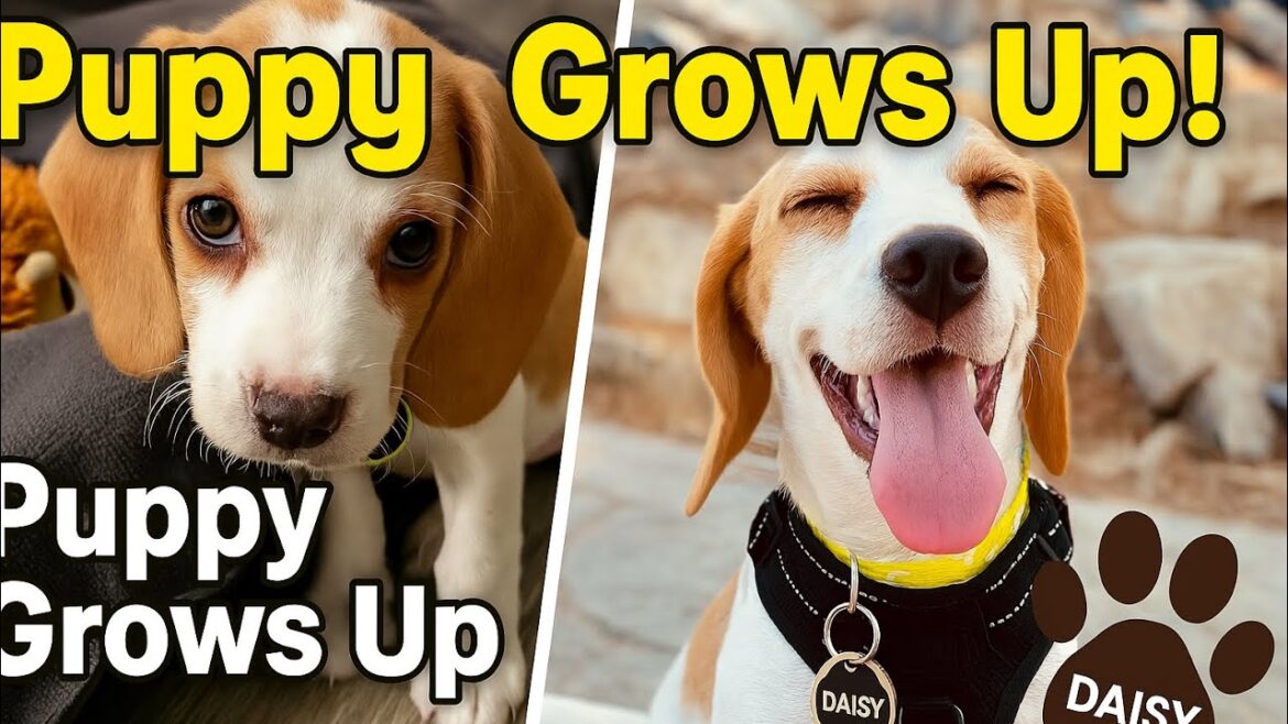 “Daisy’s First Year” #beagle