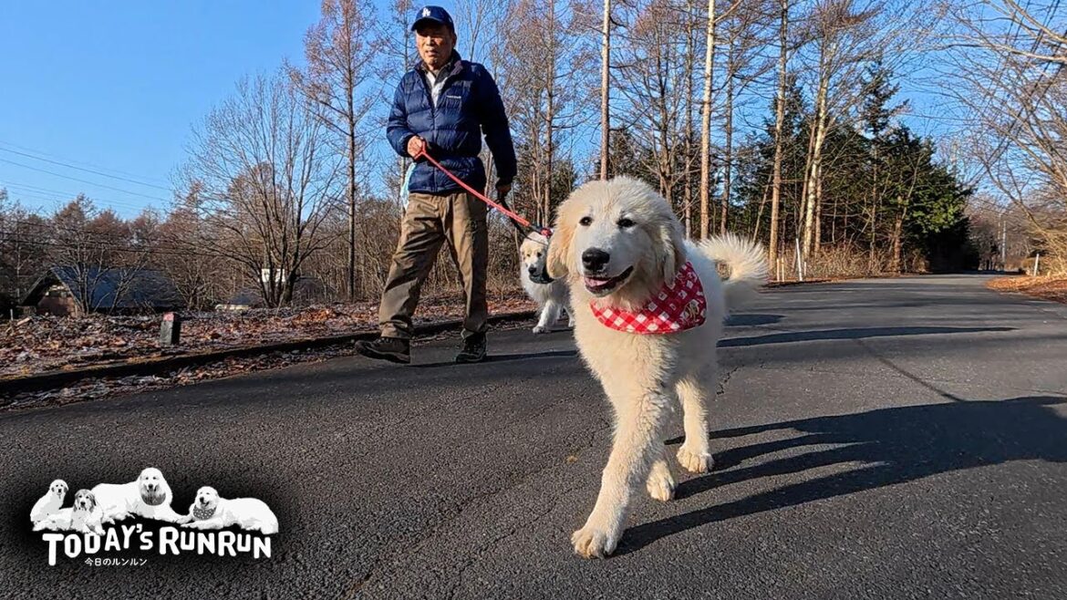 お散歩デビュー！広い広い世界へ足を踏み出したリリーです　Great Pyrenees　グレートピレニーズ