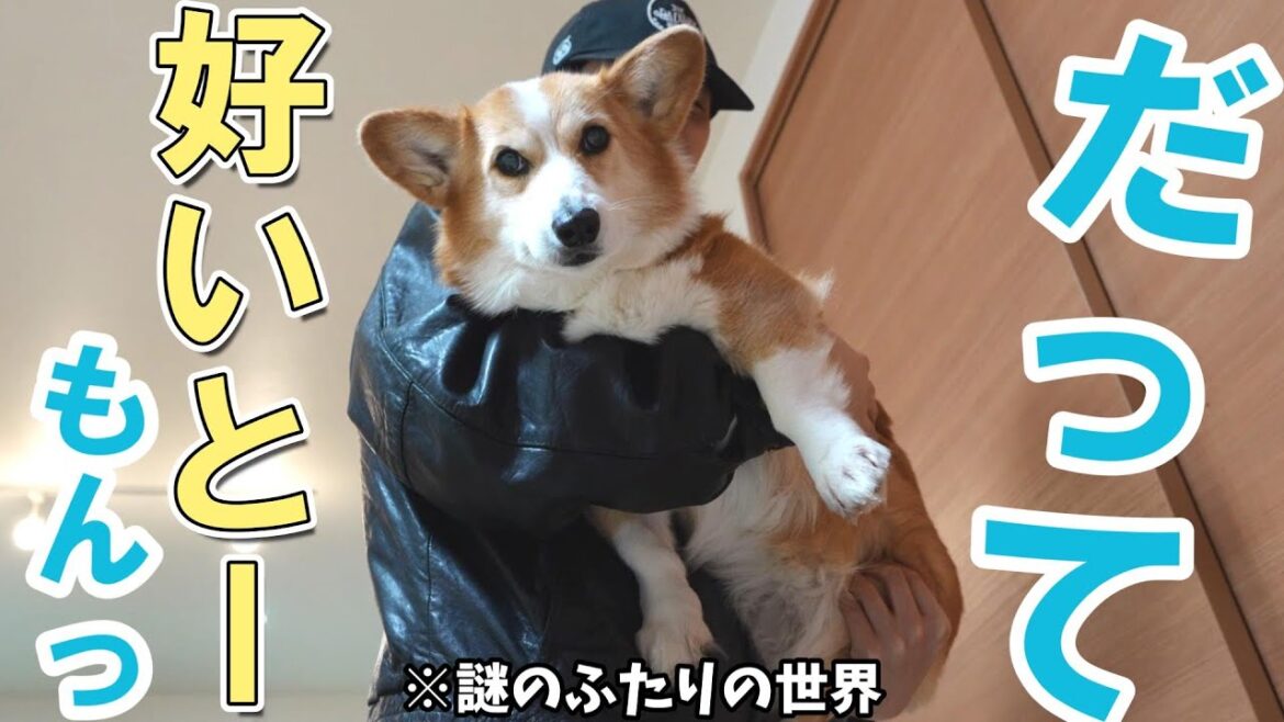 長男の事が好きすぎていろいろこじらせている愛犬がかわいい