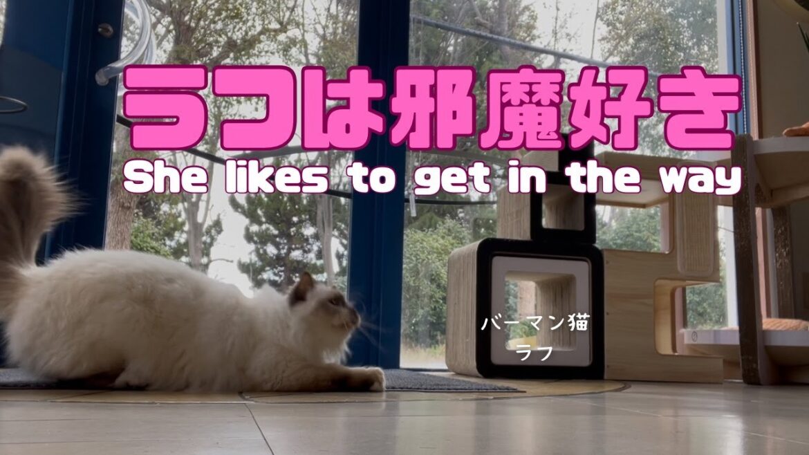 バーマン猫ラフとガブ【ラフは邪魔好き】She likes to get in the way（バーマン猫）Birman/Cat