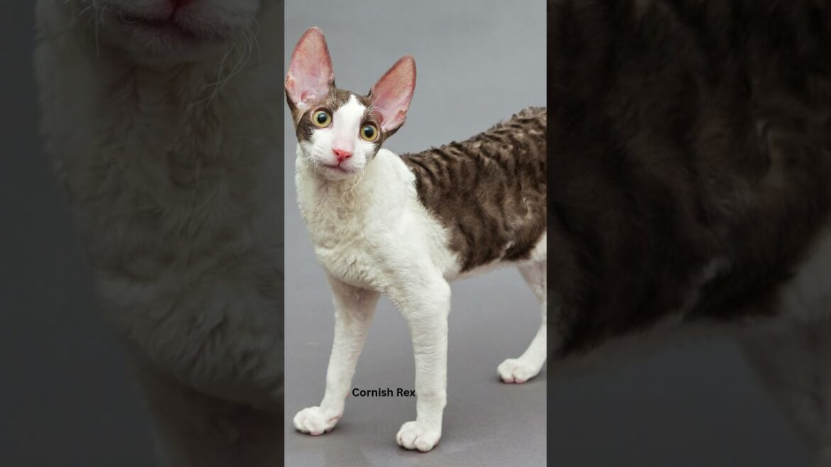 Curly-Haired Cats You’ve Gotta See Curly-Haired Cats You’ve Gotta See