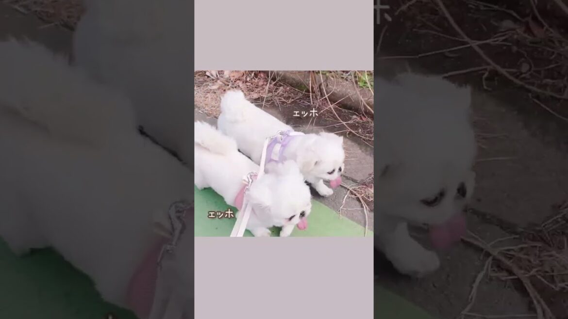 つたえなきゃ✨#shorts #ペキニーズ#いぬ #エッホ　エッホ