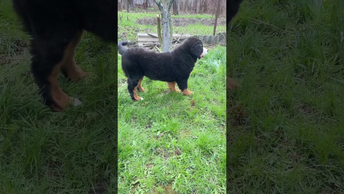 #puppy #bernesedog #bernesemountaindog #cute #barvommatterhorn #doglover #bmd