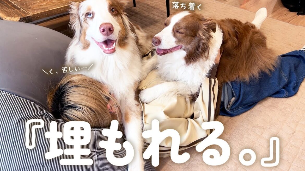 自分の大きさがわかっていない甘えん坊な犬達の横で休憩するとこうなります・・・(笑)【ボーダーコリー・オーストラリアンシェパード】 自分の大きさがわかっていない甘えん坊な犬達の横で休憩するとこうなります・・・(笑)【ボーダーコリー・オーストラリアンシェパード】