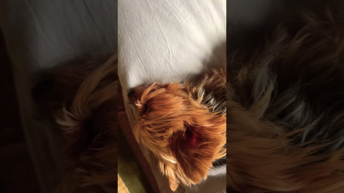 気持ちよく横たわるヨーキー￼#ヨークシャーテリア