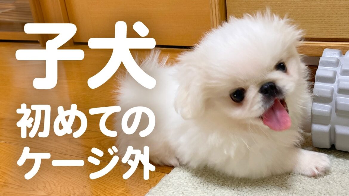 【子犬】ペキパグが飛ぶ！初めてケージ外に出したらかわいすぎた【ペキニーズとパグ/ミックス犬】