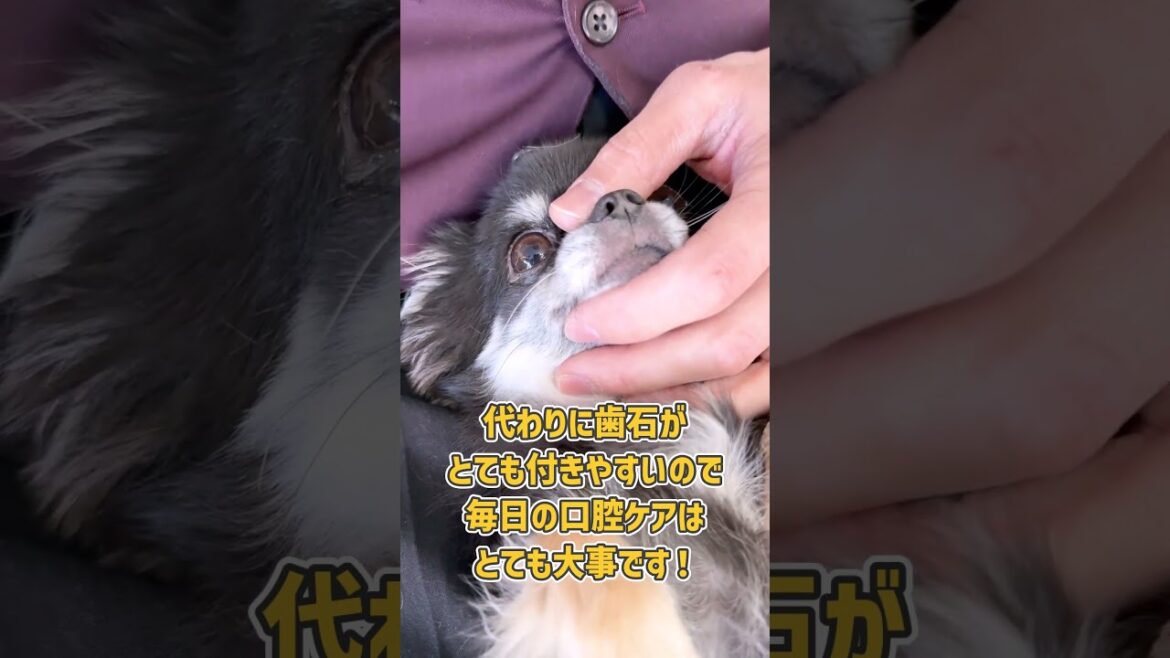 安定しすぎているロングコートチワワさんの歯磨きトレーニング 安定しすぎているロングコートチワワさんの歯磨きトレーニング