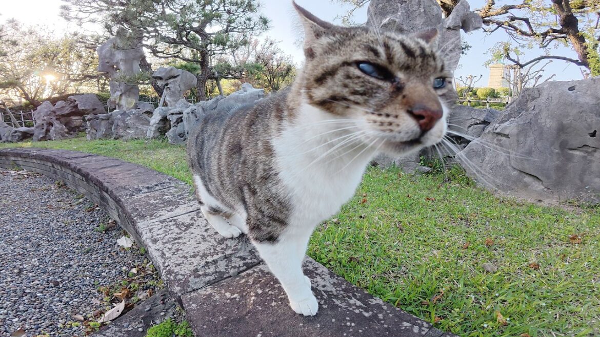 いつも喧嘩ばかりしているキジシロ猫とシャム猫に仲間猫達もあきれる いつも喧嘩ばかりしているキジシロ猫とシャム猫に仲間猫達もあきれる
