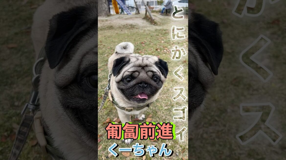 すごいパグ匍匐前進くーちゃん#shorts #pug