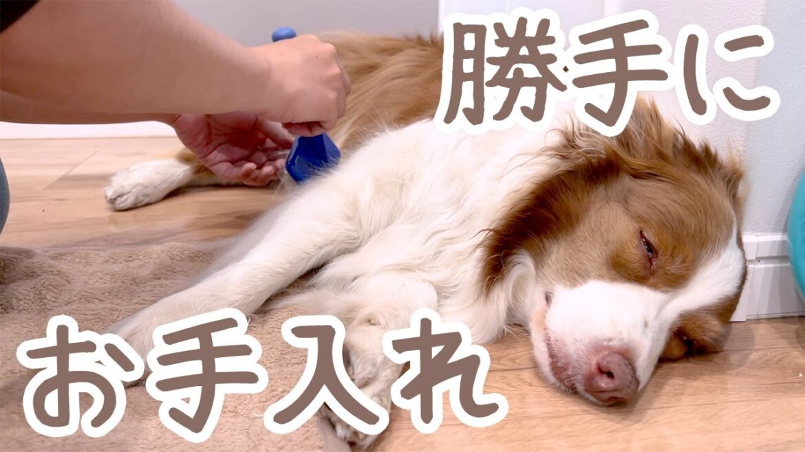 ママに黙って犬たちが寝ている隙に勝手にお手入れ練習をしています👍✨【ボーダーコリー・オーストラリアンシェパード】