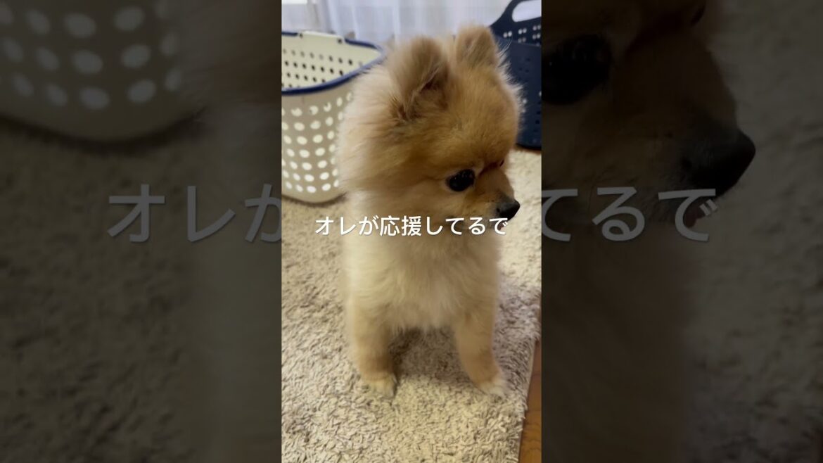 みんなオレが応援してるで頑張るんやで【ポメラニアン】#ポン太 #ポメラニアン #pomeranian #モフモフ #ペロリ