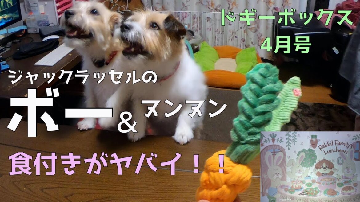 今月もドギボでドッギドギ！！