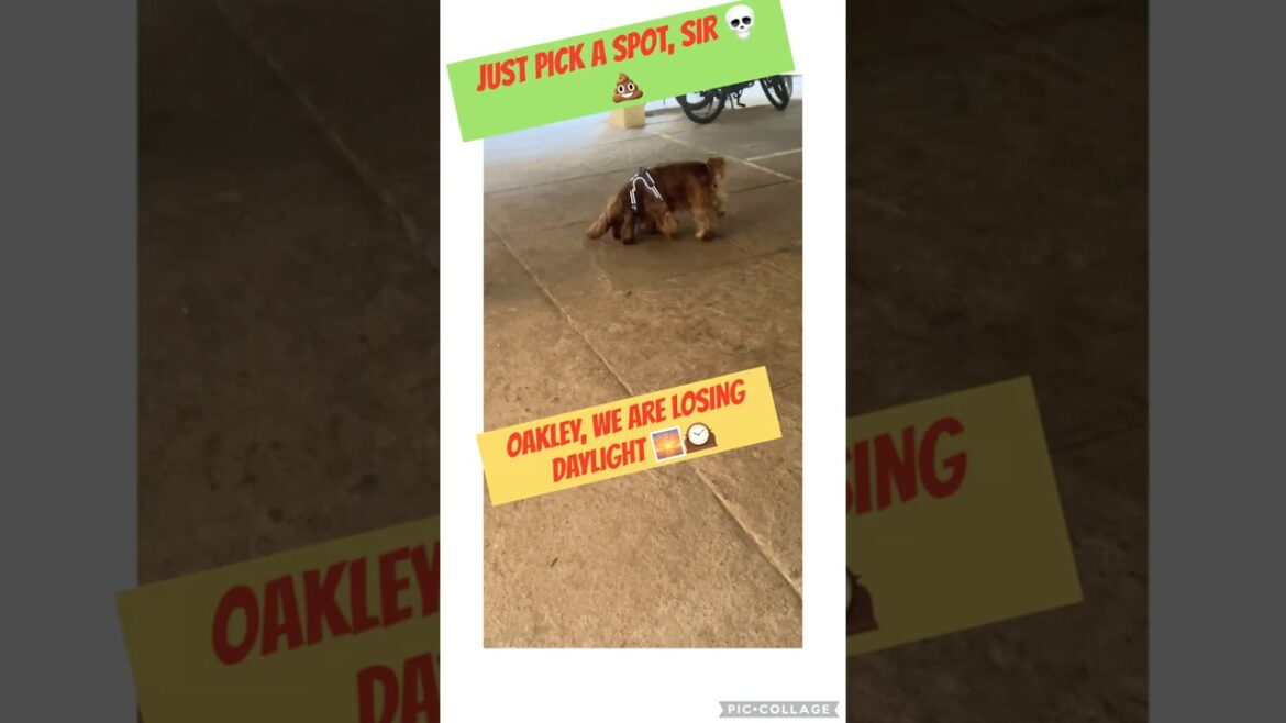 Me: chasing deadlines. Him: chasing the scent from 2007 #comedy #cockerspaniel