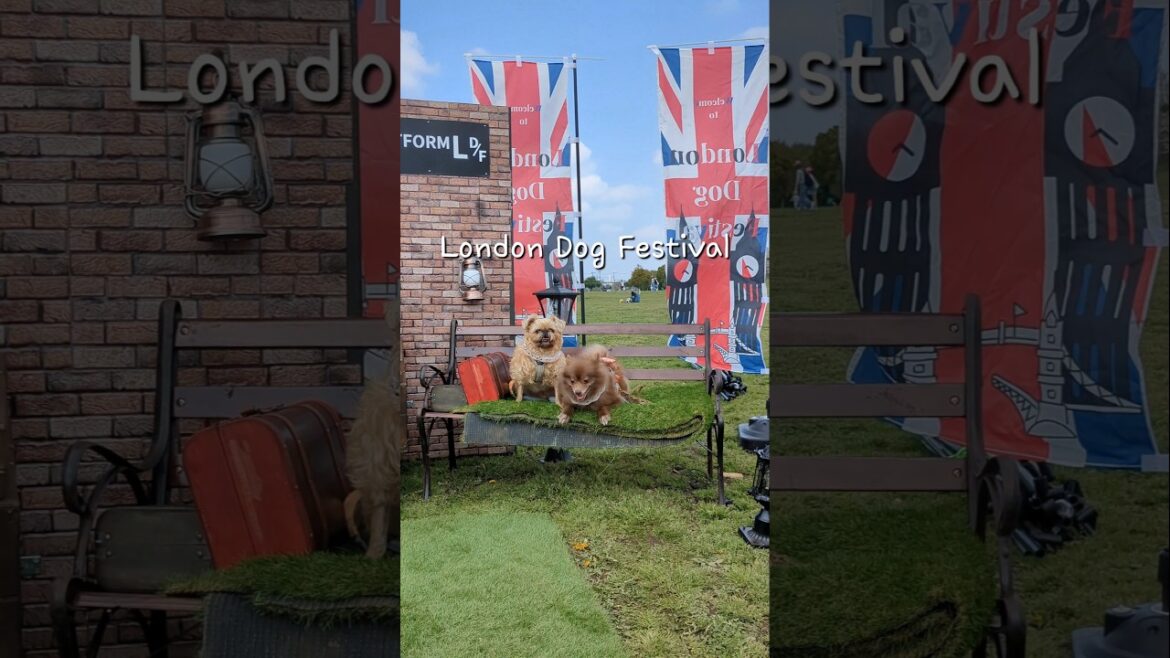【犬イベント】ロンドンドッグフェス＆まつぶし緑の丘公園ピクニック #shorts