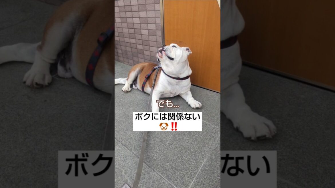 優しい愛犬の本性が現る！#short#犬#ブルドッグ