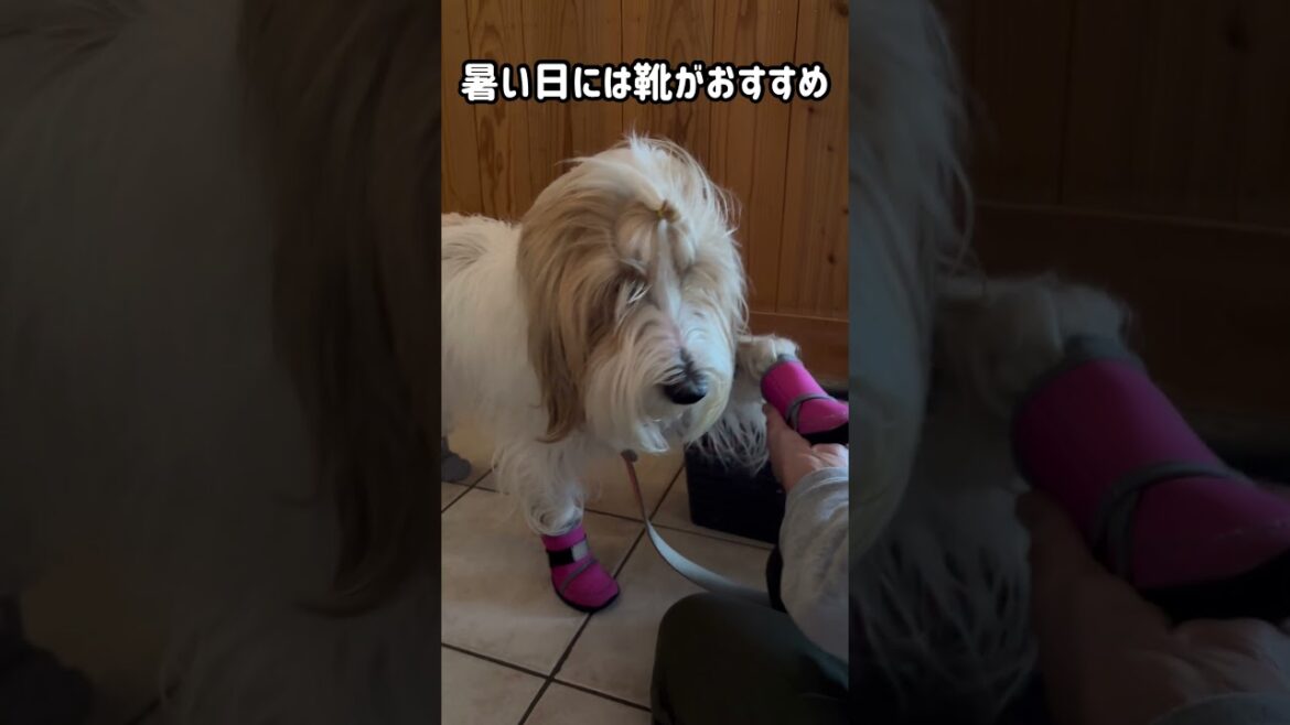 エッホエッホの歌  一緒に靴履こうって伝えなきゃ！【プチバセ】 #shorts