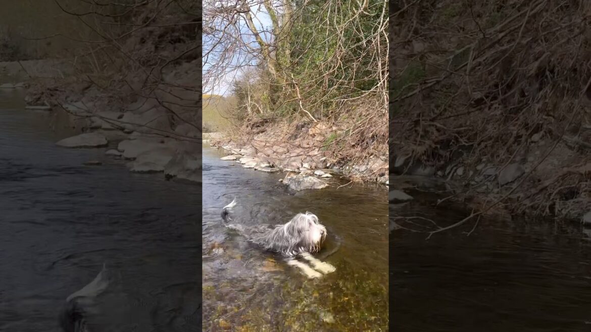 Loving his woodland & country walks! #dog #beardedcollie #dogwalk #dogrunning #shorts