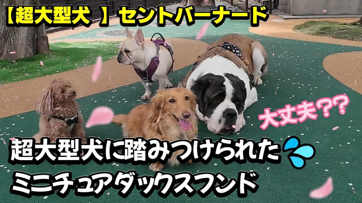 【しっかり踏みつけたでしょ！？知らないワンちゃんだったら大変💦】★２１５回目★