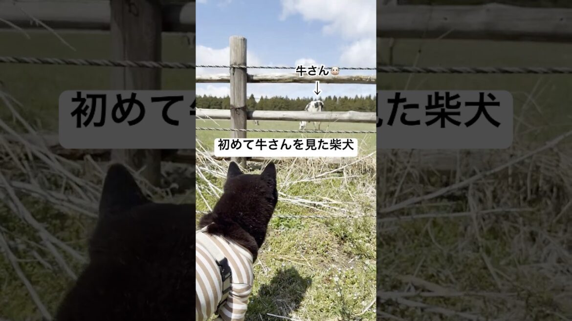 初めて牛さんを見た柴犬🐮