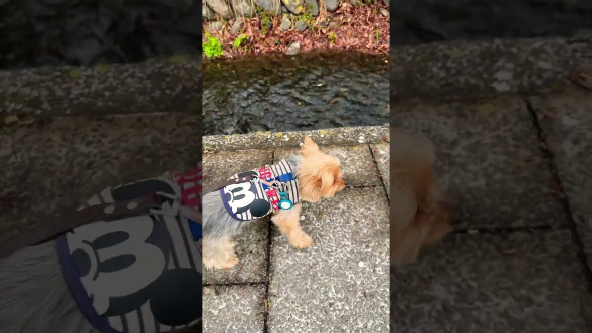 朝の散歩をするヨーキー #ヨークシャーテリア