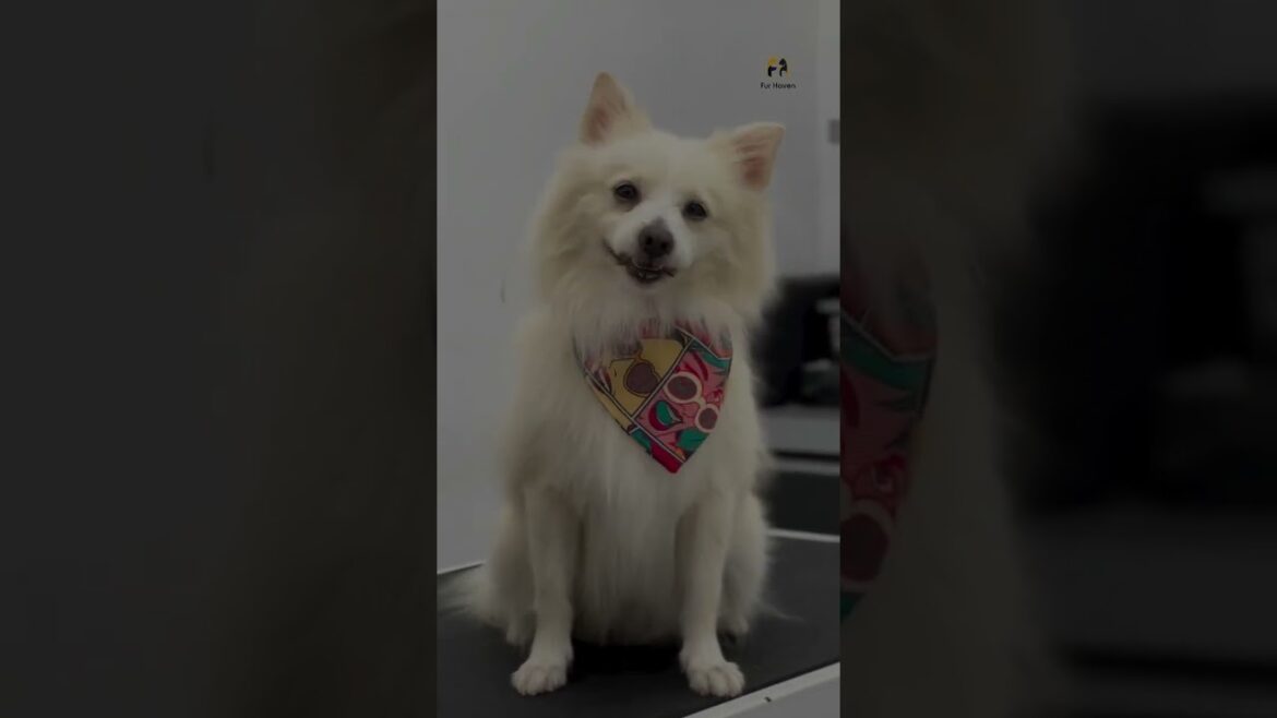 Toby & Nora  #pet #trending #love #pomeranian #lhasaapso #grooming #animals #dog