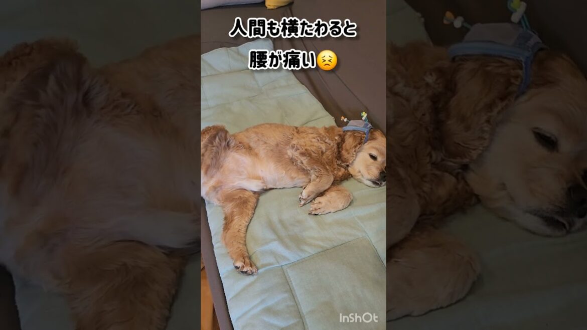 落ちそうなソファ #shorts #アメリカンコッカースパニエル