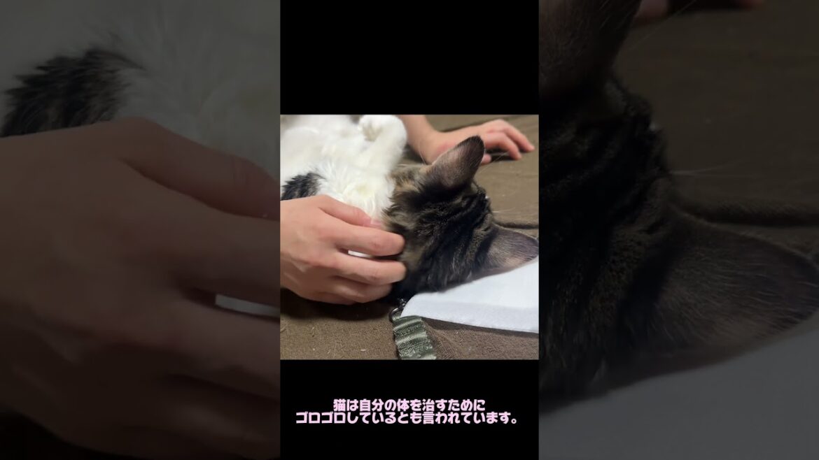 猫のゴロゴロ音、実は超能力？！#norwegianforestcat #ノルウェージャンフォレストキャット #猫のいる暮らし