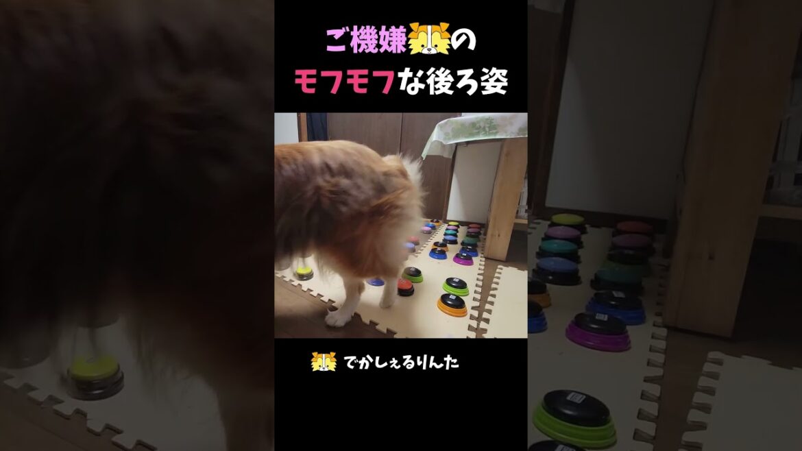 ご機嫌シェルティのモフモフな後ろ姿【会話ボタンでしゃべる犬】  #shorts #犬
