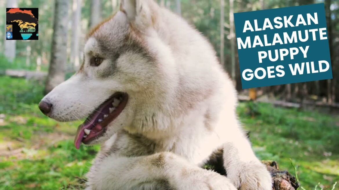 Alaskan Malamute Puppy Goes Wild in the Woods! Alaskan Malamute Puppy Goes Wild in the Woods!