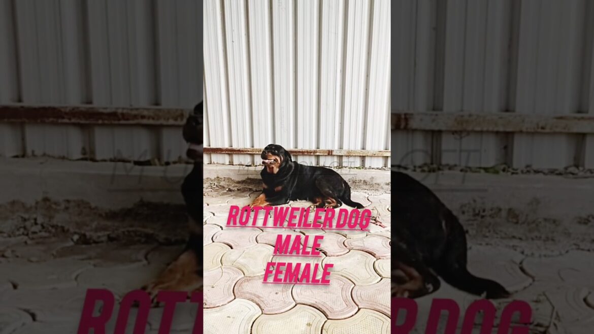 Rottweiler dog || Rohan wawre || #ytshorts #shorts #youtubeshorts 🐕❤️👏🤗🙏