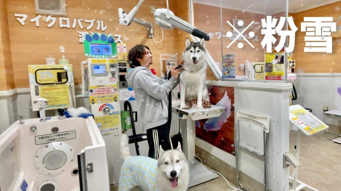 【やばい】絶賛換毛期中のハスキー犬を乾かしたら粉雪舞うww 【シベリアンハスキー】